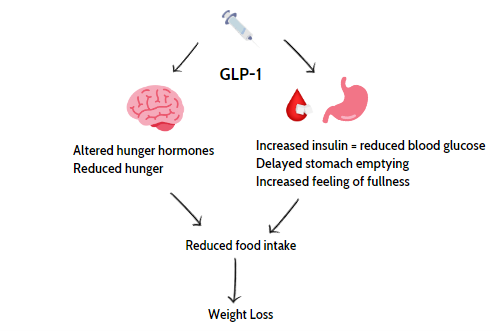 Diagram explaining the mechanisms of action of weight loss injections in the body