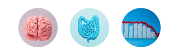 an image representing how weight loss injections work, with an image of a brain, an intestine and blood sugar